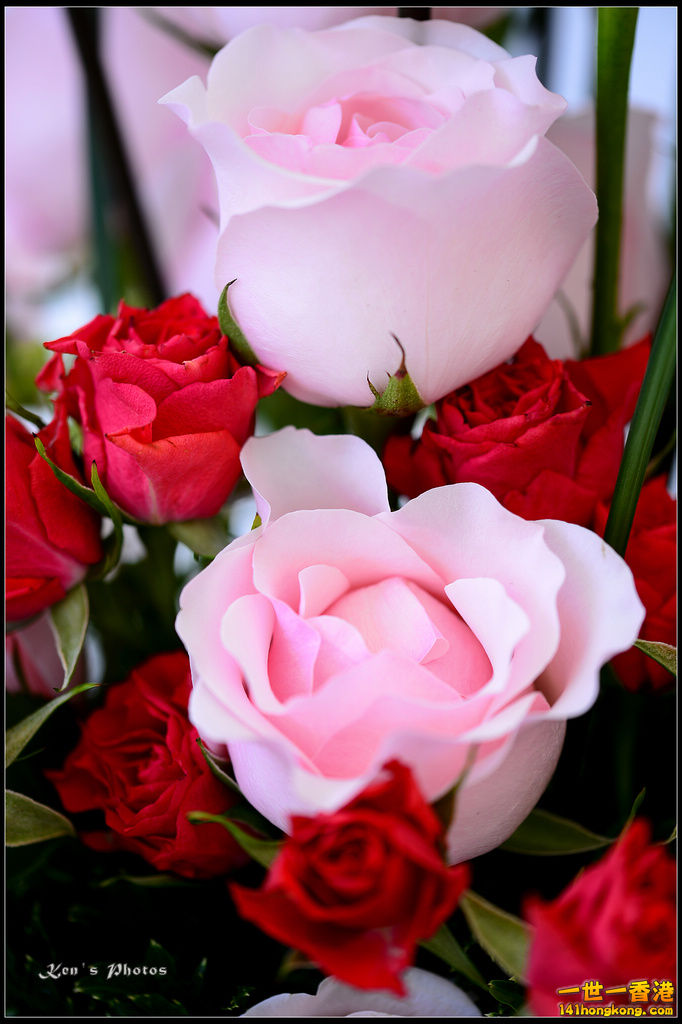 20150320flower1139.jpg