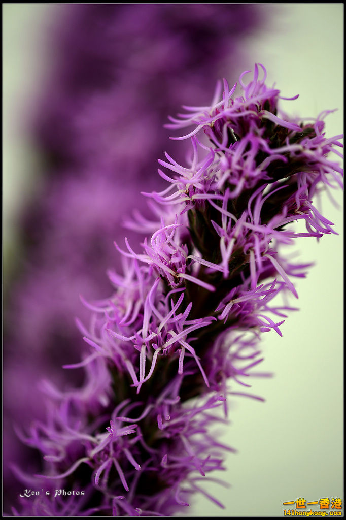 20150320flower1140.jpg