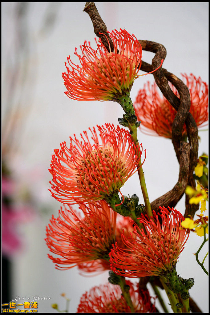 20150320flower1142.jpg