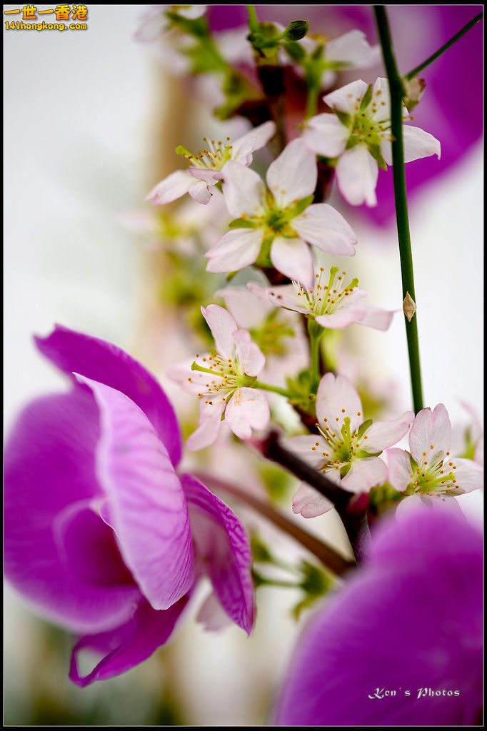 20150320flower1146.jpg