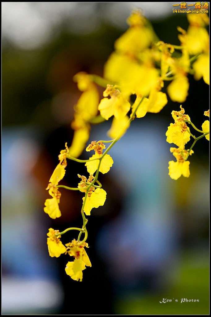 20150320flower1151.jpg