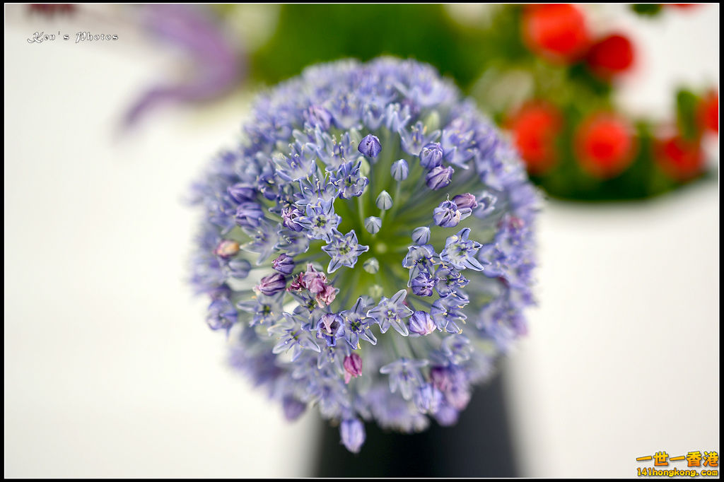 20150320flower1153.jpg