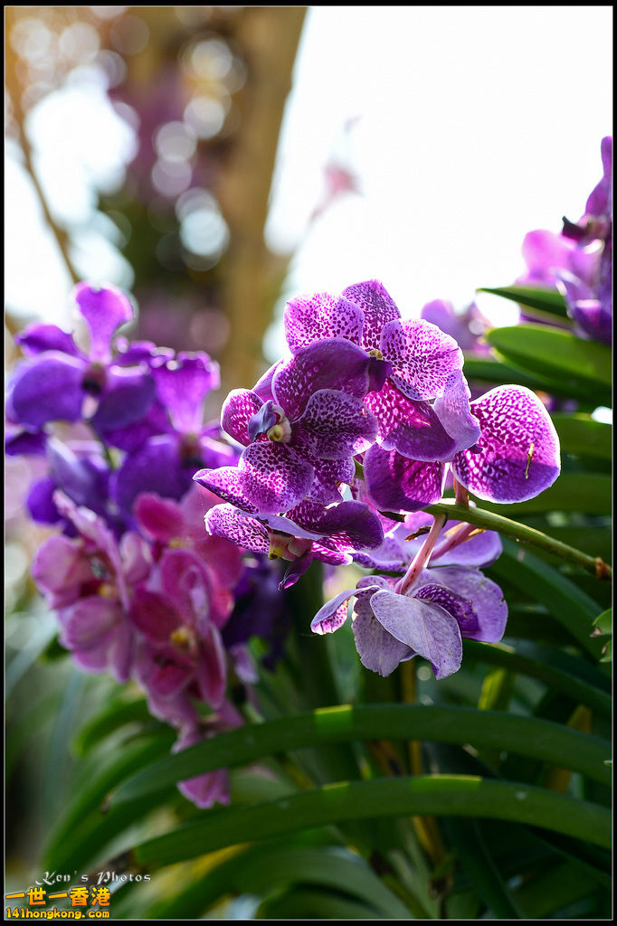 20150320flower1159.jpg