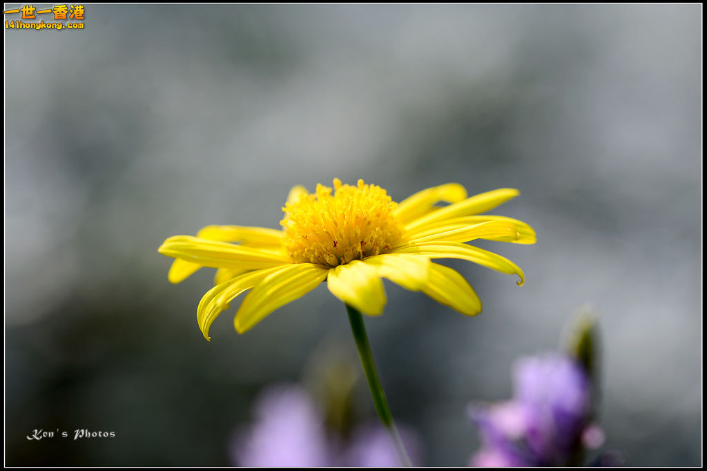 20150320flower1169.jpg