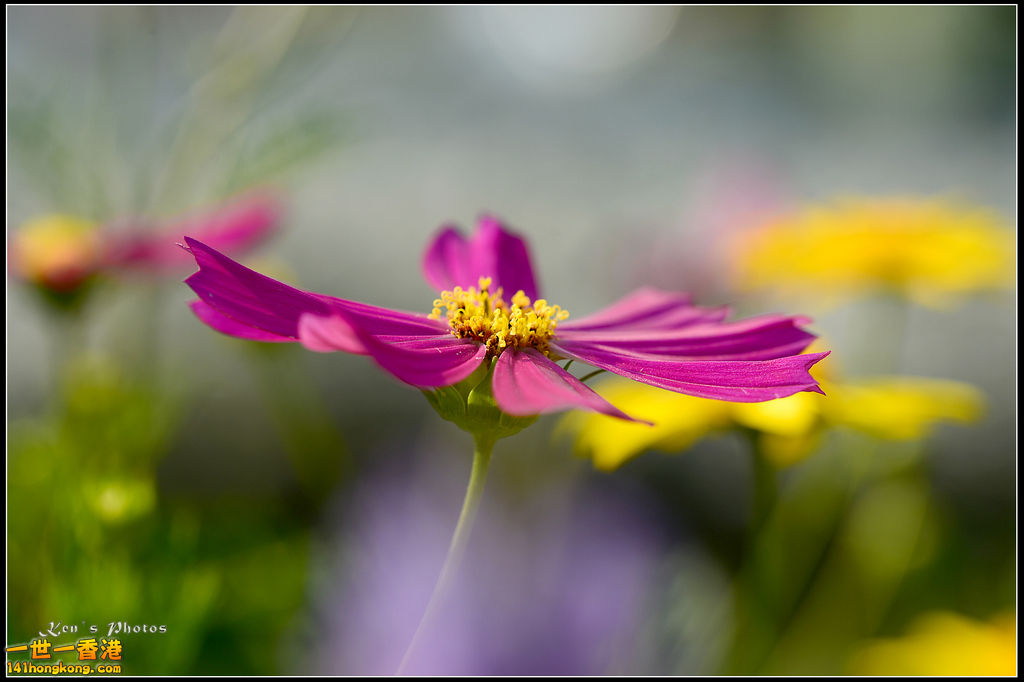 20150320flower1170.jpg