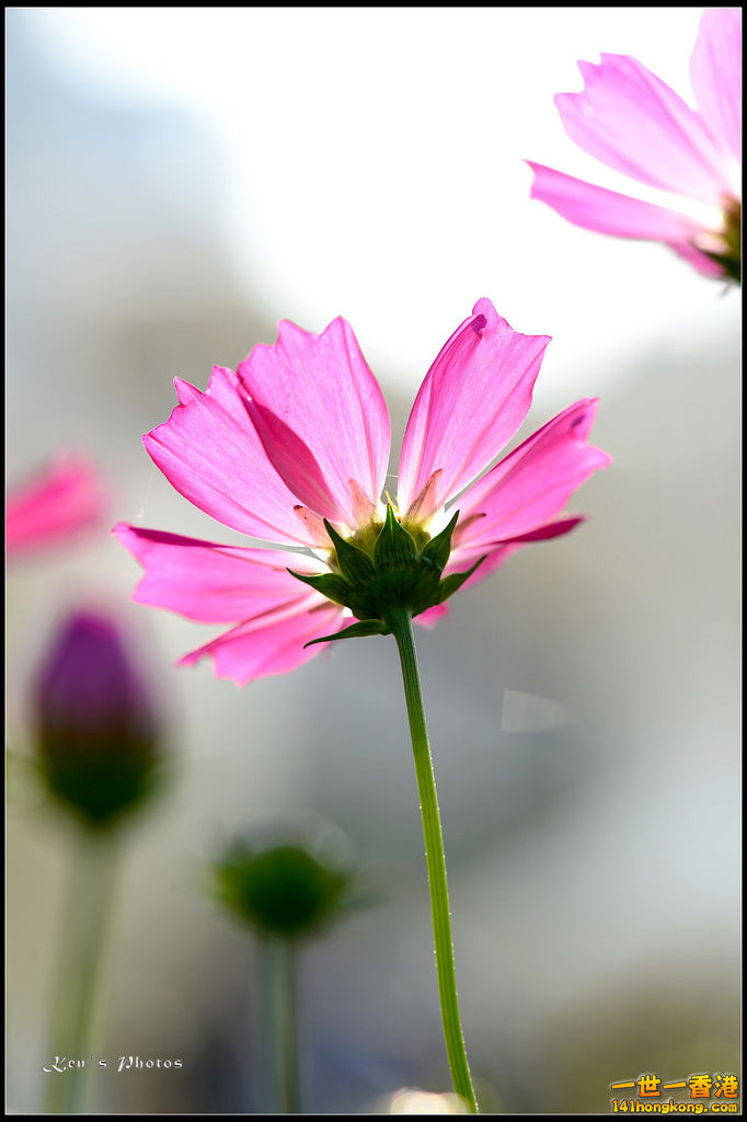 20150320flower1176.jpg