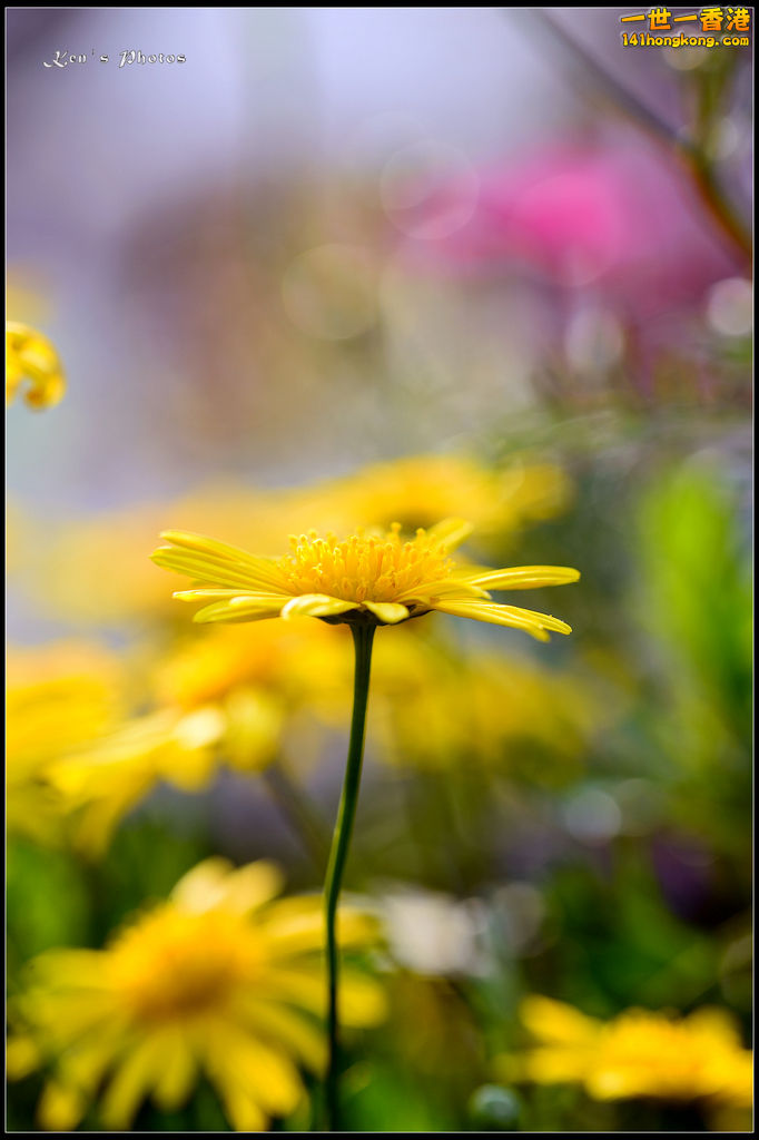 20150320flower1178.jpg