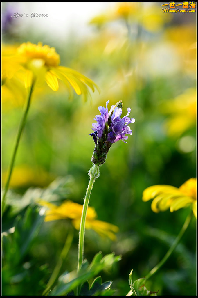 20150320flower1179.jpg