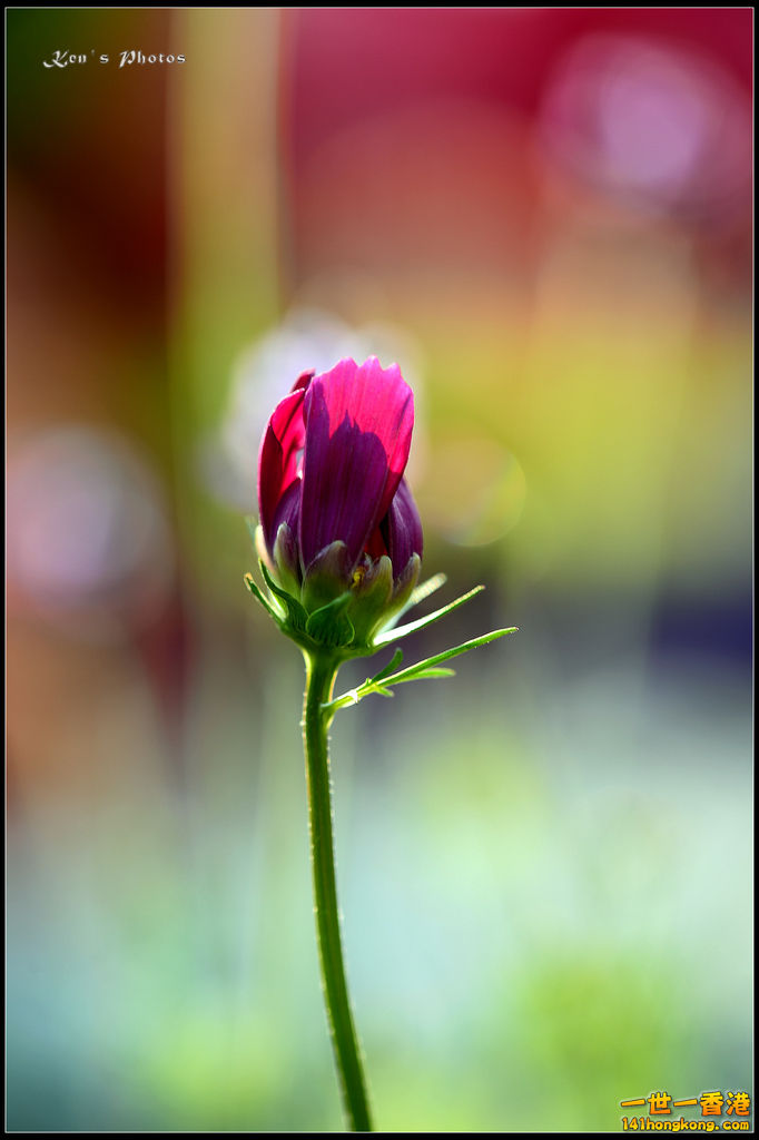 20150320flower1186.jpg