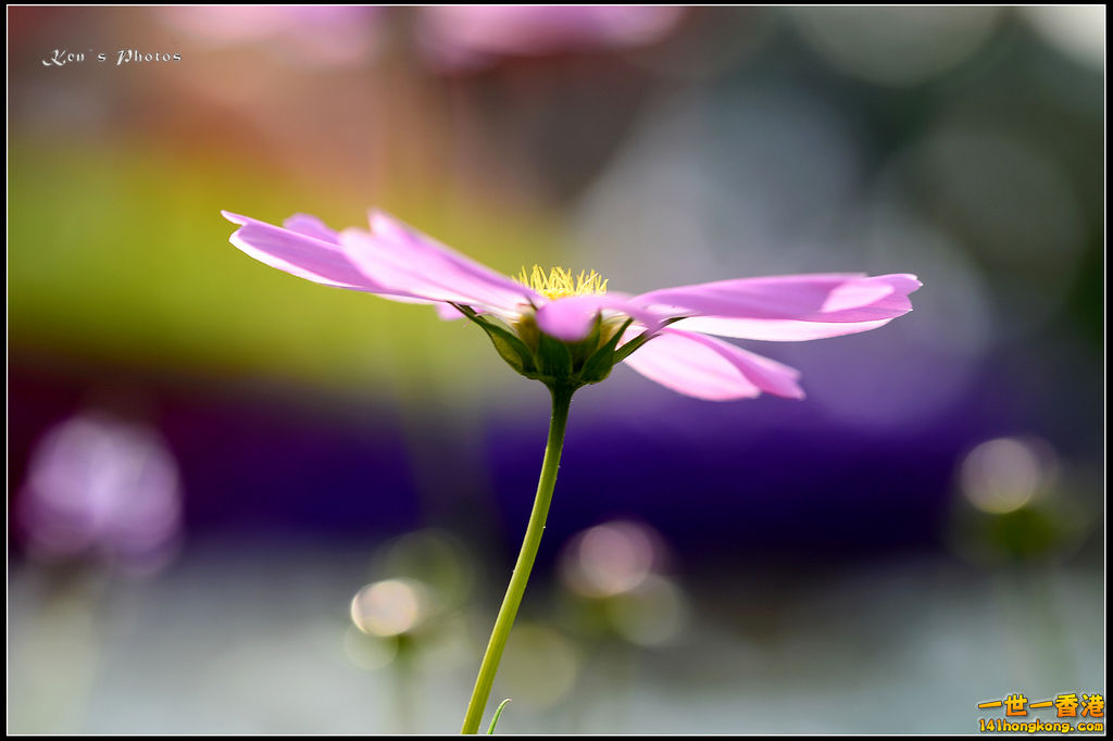 20150320flower1188.jpg