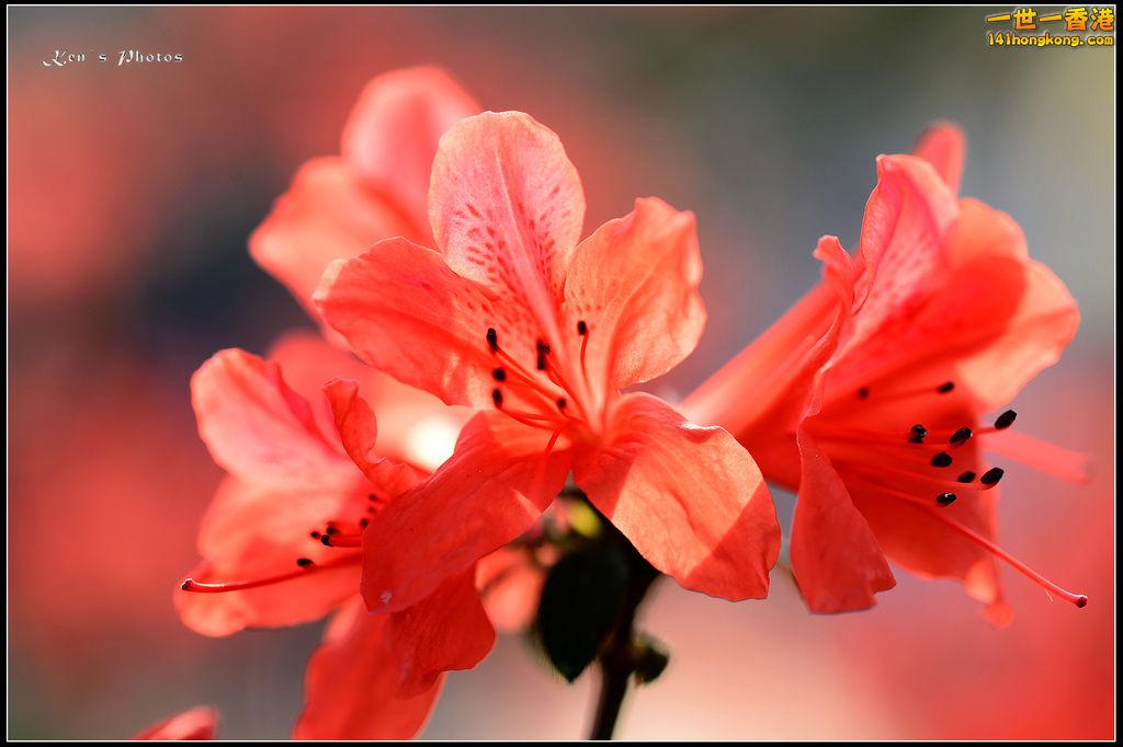 20150320flower1189.jpg