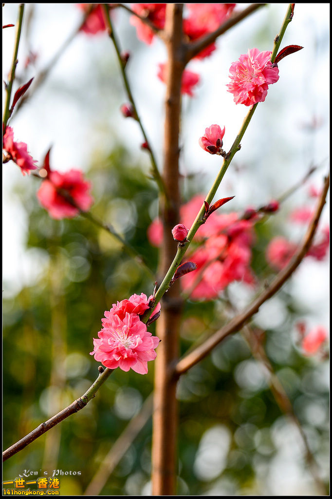 20150320flower1195.jpg