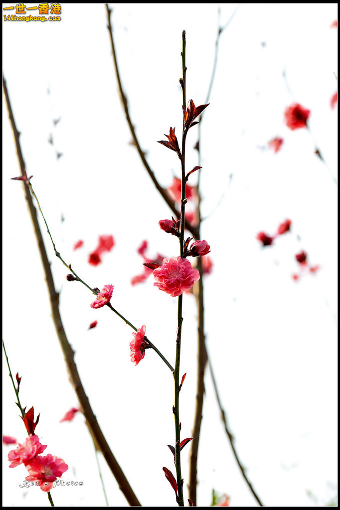 20150320flower1196.jpg