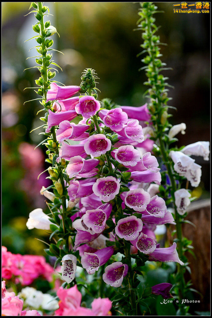 20150320flower1198.jpg