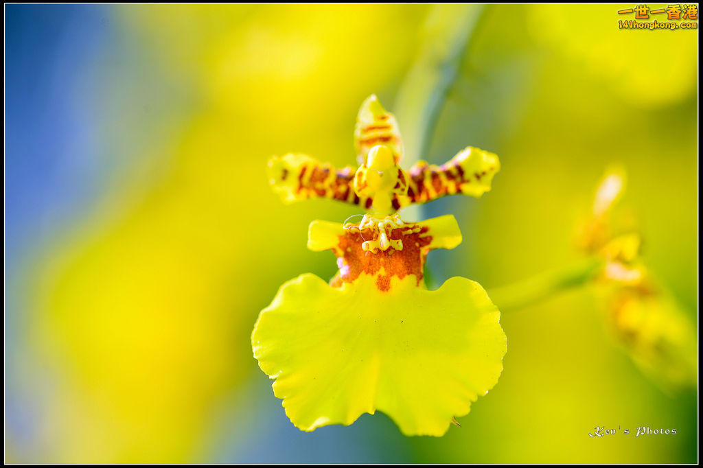 20150320flower1200.jpg