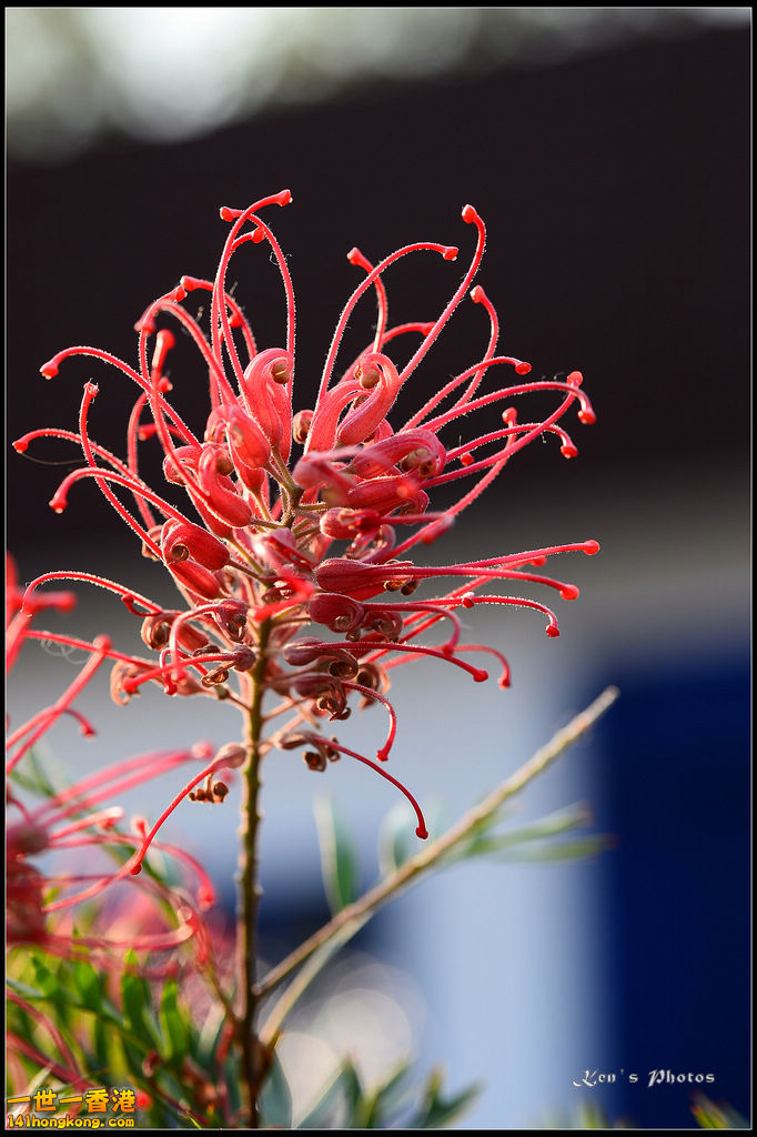 20150320flower1201.jpg