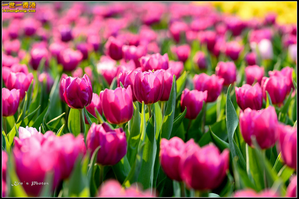 20150320flower1203.jpg
