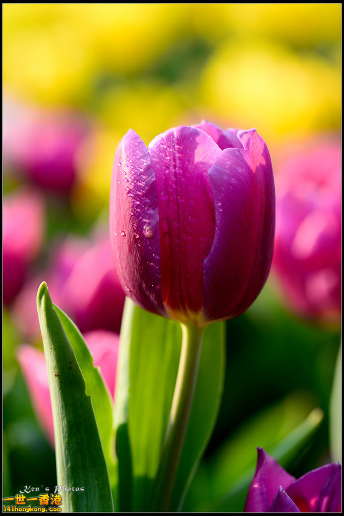 20150320flower1204.jpg
