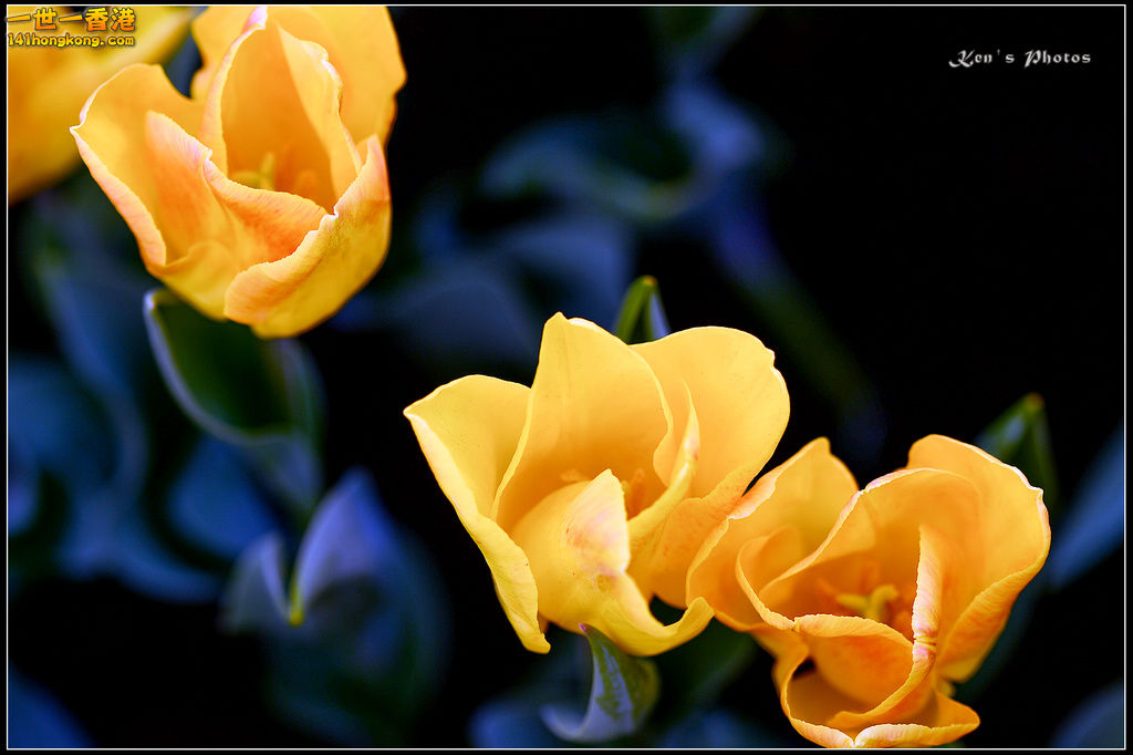20150320flower1216.jpg