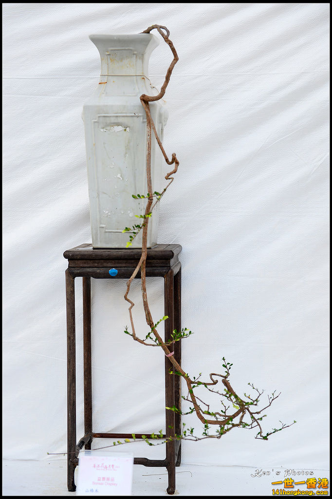 20150320flower1223.jpg