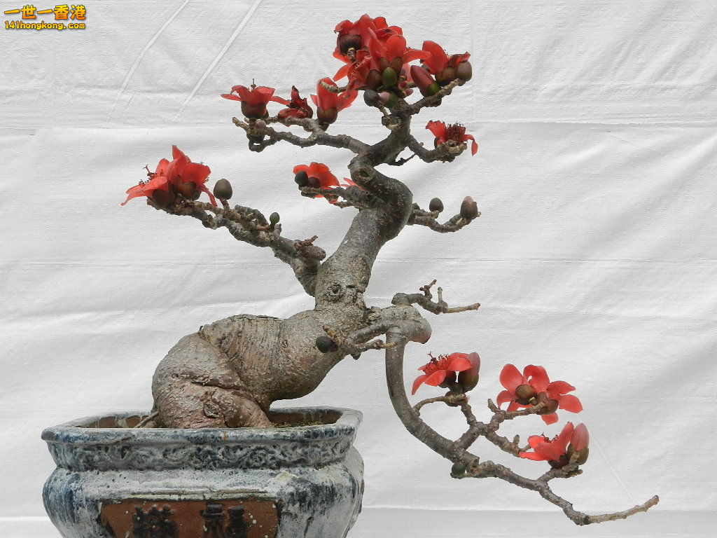 DSCN8630.JPG