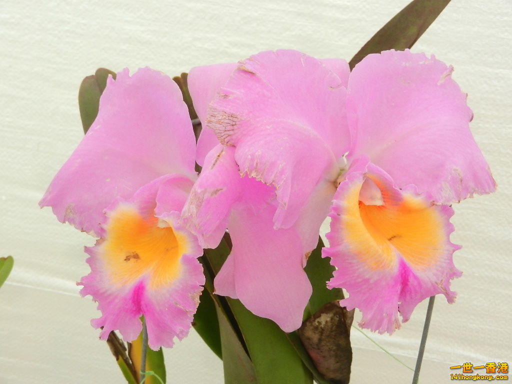 DSCN8703.JPG