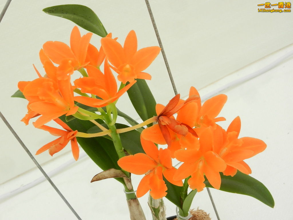 DSCN8706.JPG