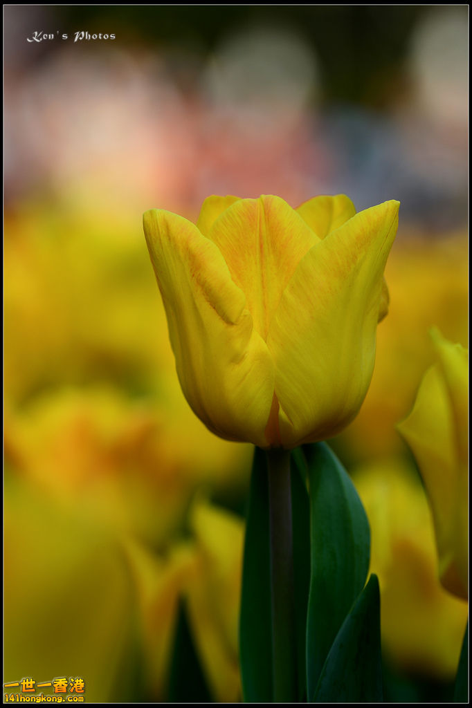20150320flower1215.jpg
