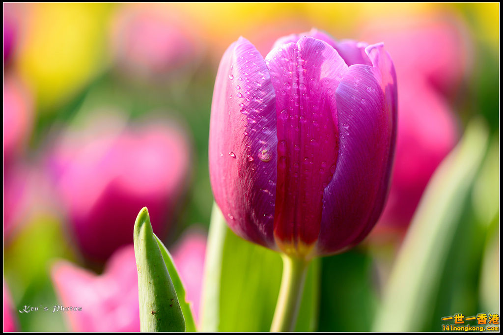 20150320flower1205.jpg