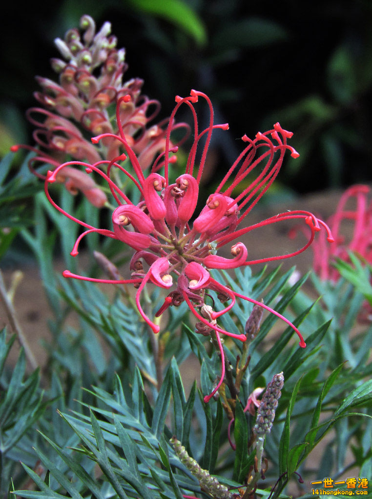 DSCN3195-lo 紅花銀樺.jpg