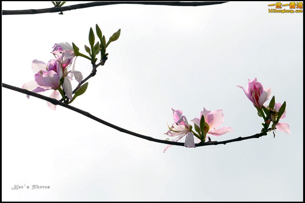 20150320flower1049.jpg