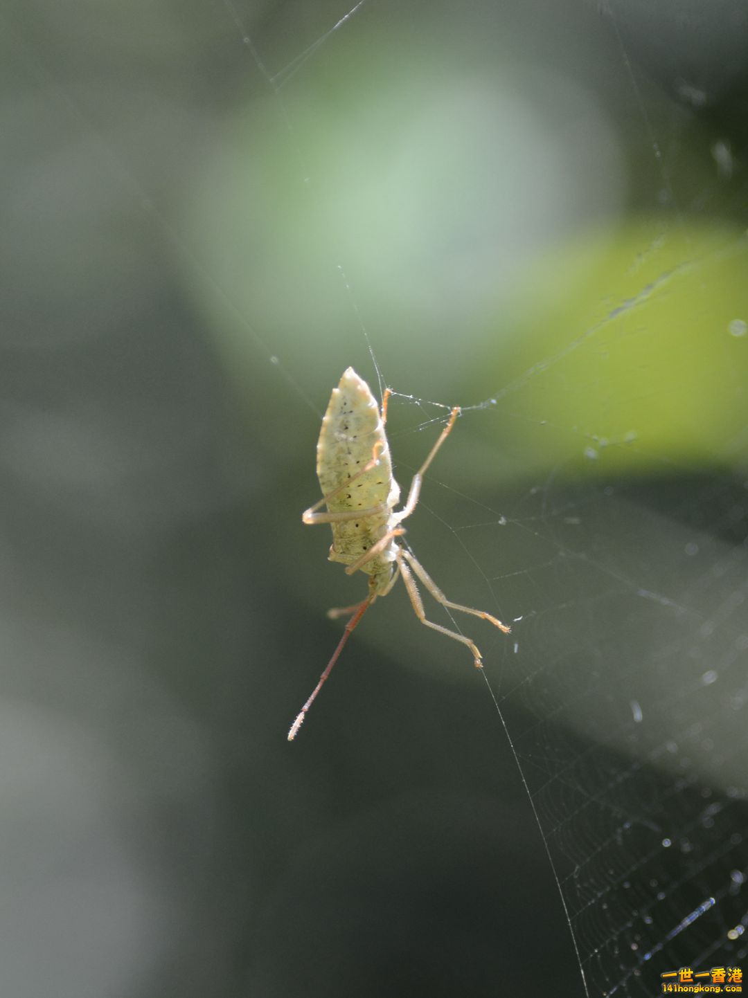 DSC_2752_副本.jpg