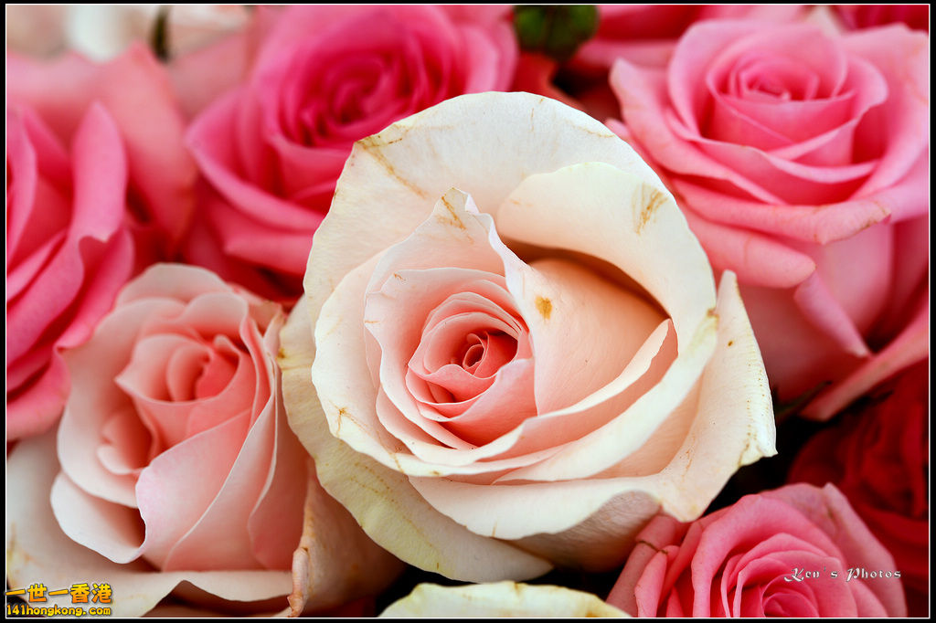 20150320flower1132.jpg