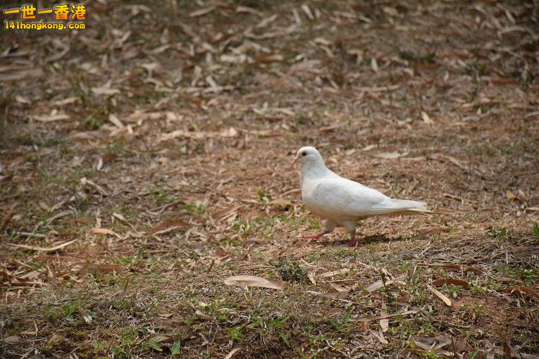 DSC_0075.jpg