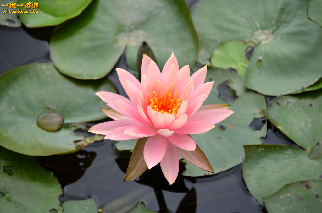 DSC_1442.jpg