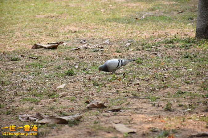 DSC_0070.jpg