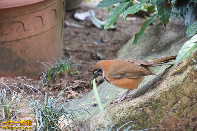 DSC_0097.jpg