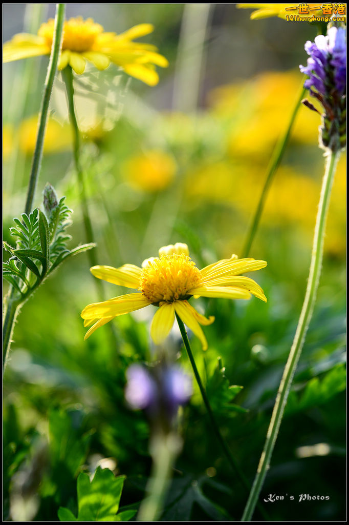 20150320flower1181.jpg