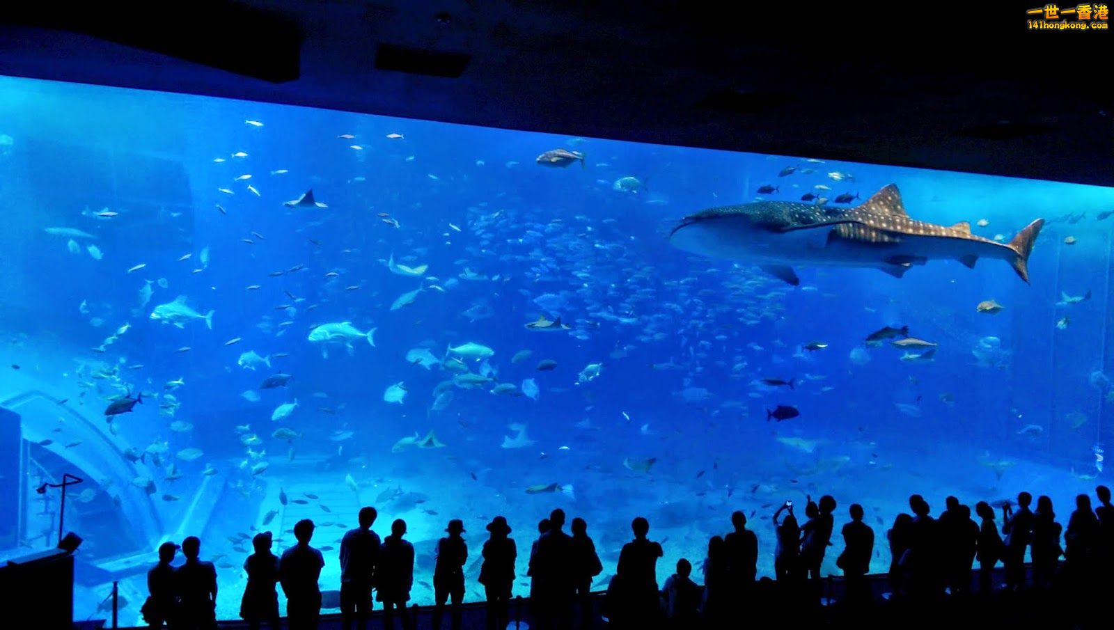 沖繩美麗海水族館.jpg