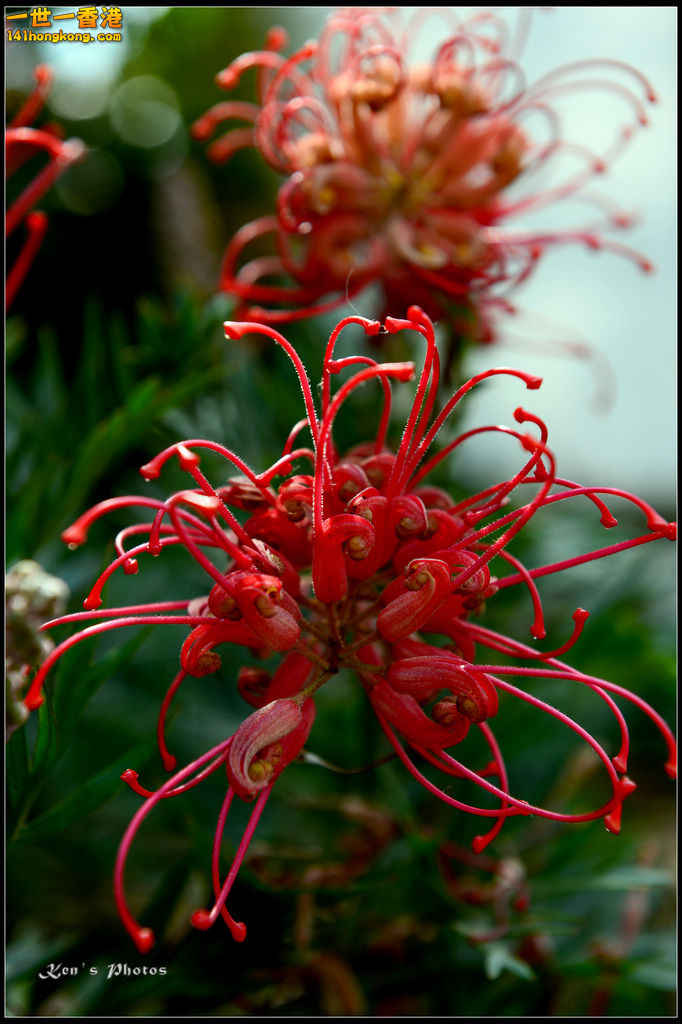 20150320flower1058.jpg