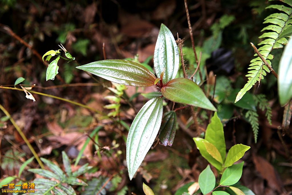 3P1A8639.JPG
