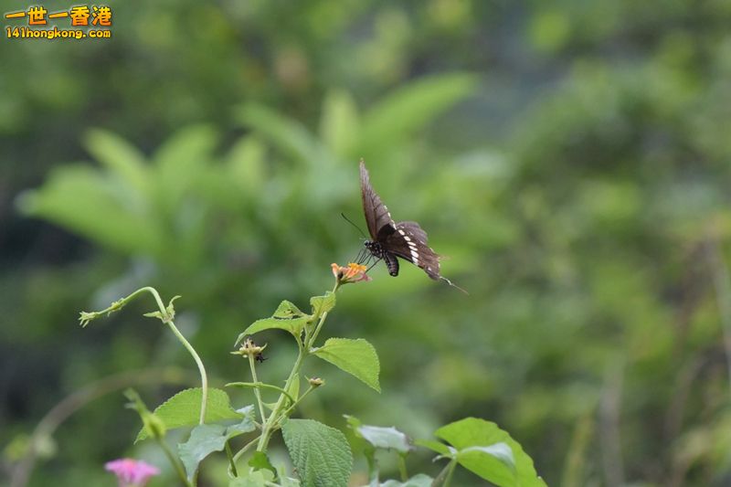 DSC_0737.jpg