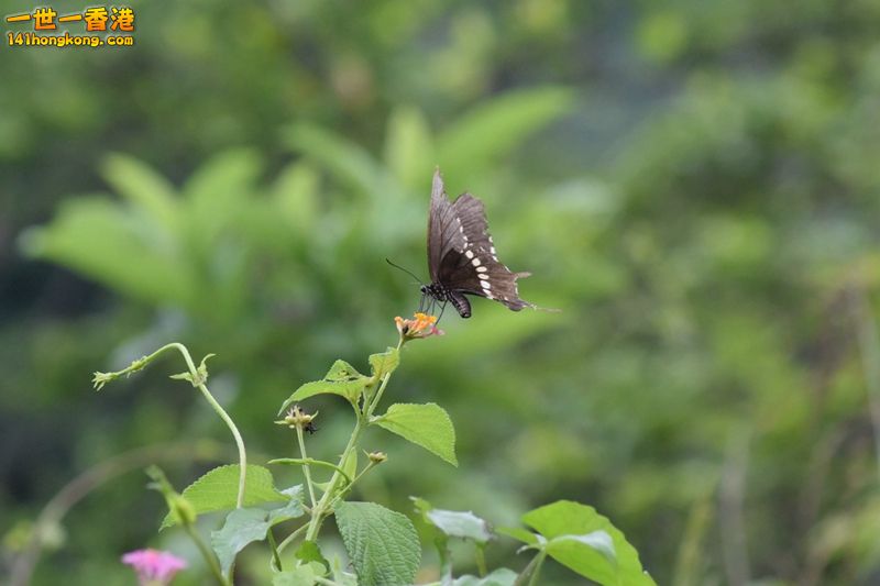 DSC_0739.jpg