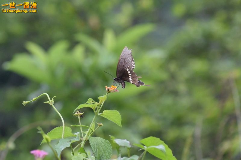 DSC_0740.jpg