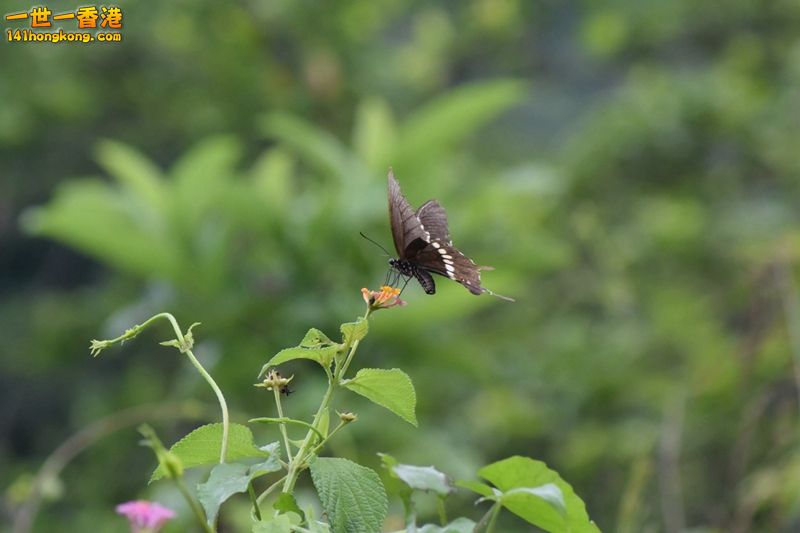 DSC_0738.jpg