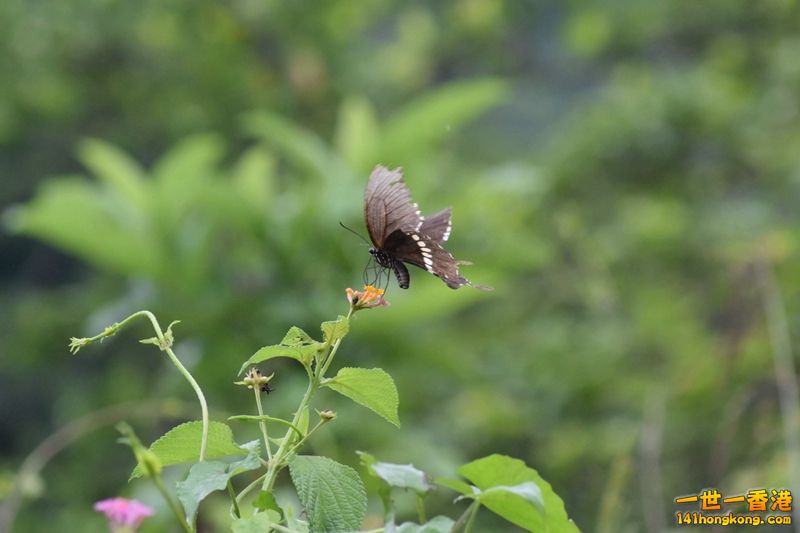 DSC_0741.jpg