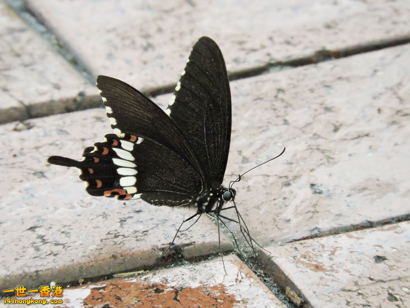 DSCN2351ac.JPG