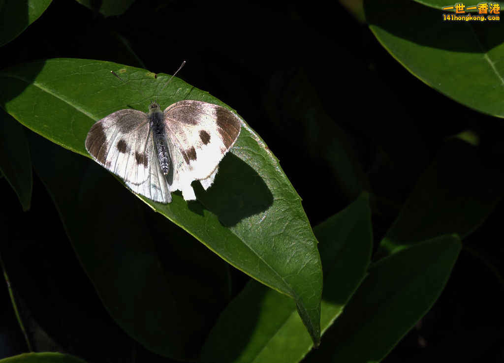 DSCN3992ac.jpg