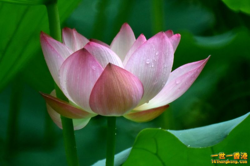 DSC_1203_副本.jpg