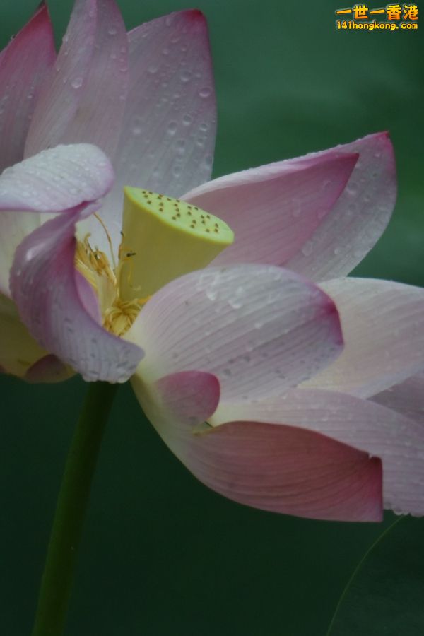 DSC_1206_副本.jpg